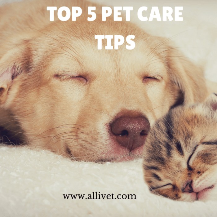 Pet care tips